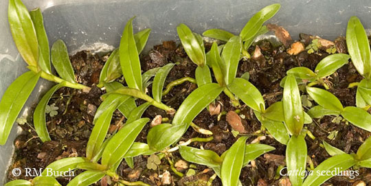 Cattleya seedlings